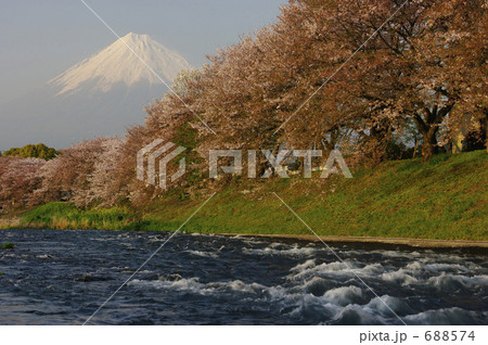 富士山と潤井川龍巌淵の桜並木 富士山と潤井川龍巌淵の桜並木 688574