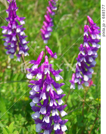 鈴生りのクサフジ 688577