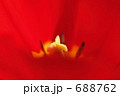 赤いチューリップ 688762