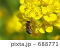 菜の花とミツバチ 688771