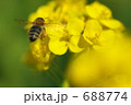 菜の花と羽ばたくミツバチ 688774