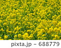 菜の花畑 688779