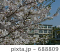 桜 688809