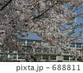 学校の桜 688811