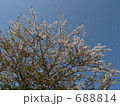 桜 688814