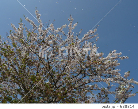 桜 桜 688814