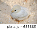 ひよこ 688885