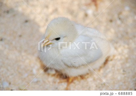 ひよこ 688885
