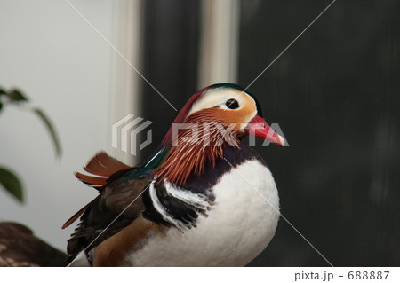 オシドリの♂２ 688887