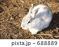 白いうさぎ 688889