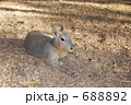 ワラビー 688892