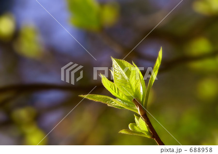 春の息吹2 688958