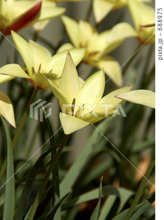 クルシアナ・シンシア 688975