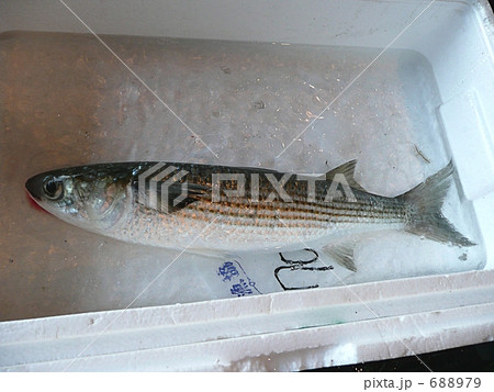 漁港のボラ 漁港のボラ 688979
