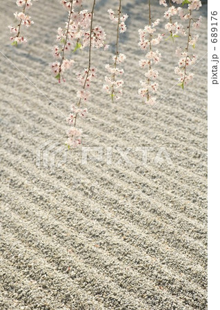 石庭に枝垂桜 689176