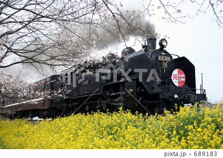 春の蒸気機関車　桜と菜の花に囲まれて 689183