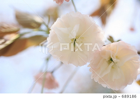 ふげんぞう ふげんぞう 689186