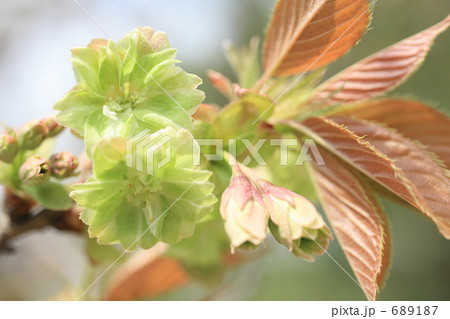 ぎょいこう 689187