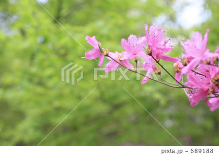 新緑とみつばつつじ 新緑とみつばつつじ 689188