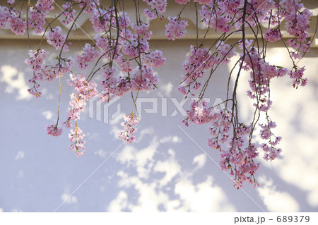 姫路城白壁と桜 689379