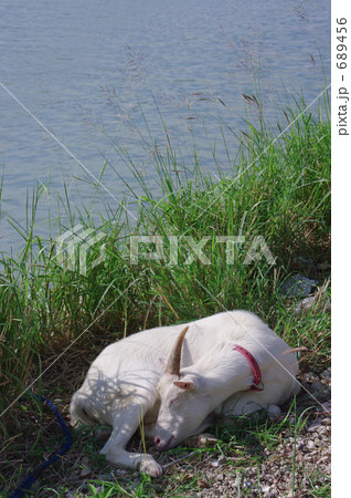 山羊の昼寝 689456