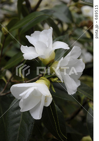 ワビスケの花 689515