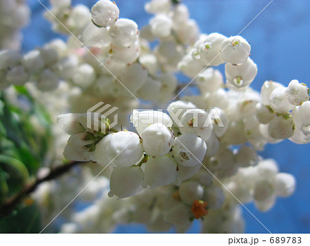 馬酔木の春 689783