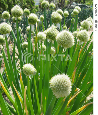 ネギのボンボン 690229