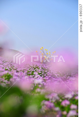 蓮華と菜の花Ⅱ 蓮華と菜の花Ⅱ 690337