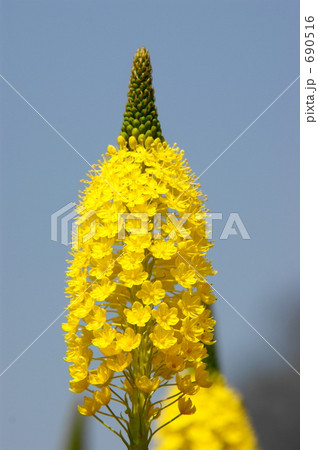 ブルビネラ ブルビネラ 690516