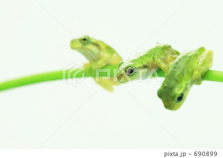 アマガエル 690899