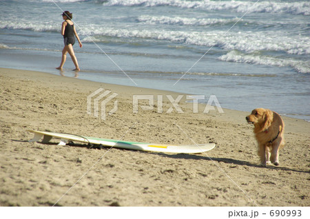 サーフボードと犬　カリフォルニア州ハンティントンビーチの近くの浜辺にて 690993