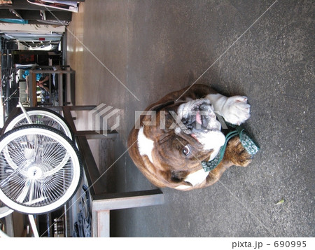 上目遣いのブルドッグ 690995