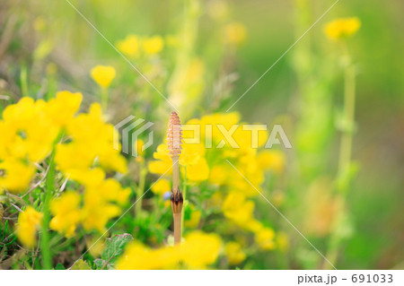 土筆と菜の花 土筆と菜の花 691033