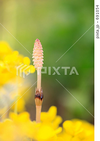 土筆と菜の花 691054
