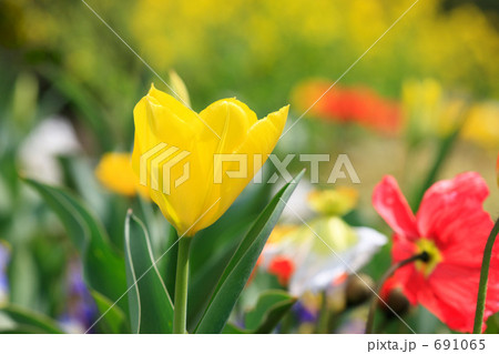 チューリップ チューリップ 691065