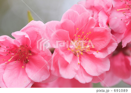 桃の花 桃の花 691089