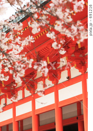 平安神宮の桜 691216