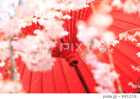 サクラと野点 691219