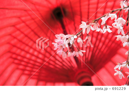 サクラと野点 691229