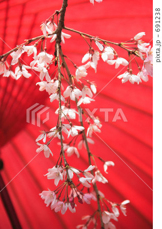 サクラと野点 691238