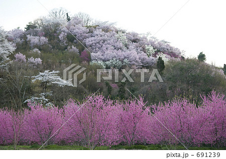 春の花見山 691239