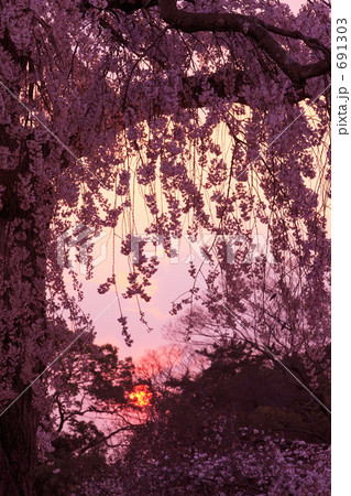 円山公園のシダレザクラ 691303