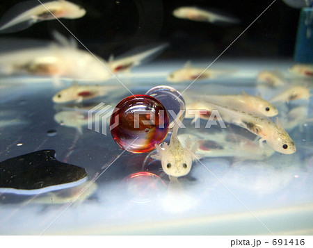 ウーパールーパー 691416