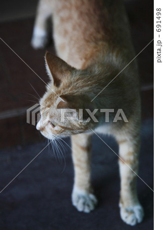 何かを見る猫 691498