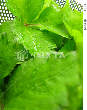 三ッ葉の収穫 691751