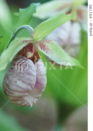 クマガイソウ　1 691780