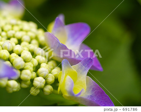 紫陽花のグラデーション 691786