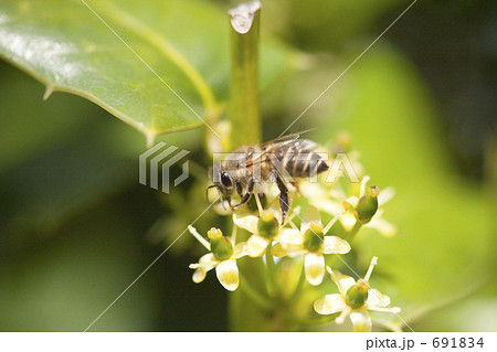 ひいらぎもちの花に蜜蜂B ひいらぎもちの花に蜜蜂B 691834