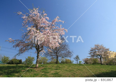 広場の桜１樹 691867